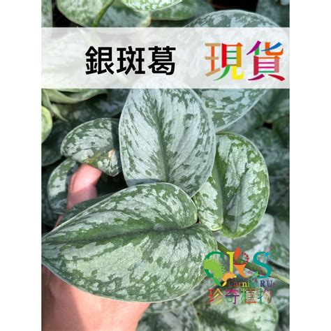 銀斑葛風水|【銀斑葛風水】銀斑葛風水大公開！招財、招桃花，擺放禁忌一次。